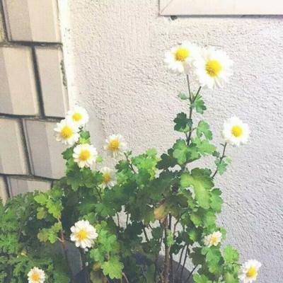 剑心情缘破解版下载